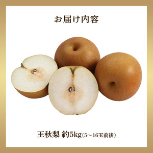 【先行予約】王秋梨 5kg前後（5～16玉前後）※2026年10月下旬～12月上旬頃に順次発送予定 【梨 なし 果物 フルーツ くだもの 鳥取県産 北栄町 おすすめ 人気】