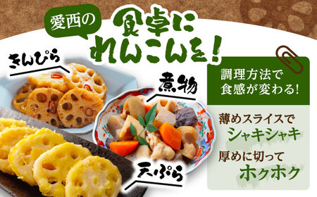 泥付き れんこん 5kg （常温）【配達不可：北海道・沖縄・離島】 / JAあいち海部れんこんセンター[AEDK003]