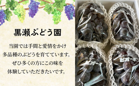 ぶどう ニューピオーネ 5房 [APAB003] 訳あり ぶどう フルーツ