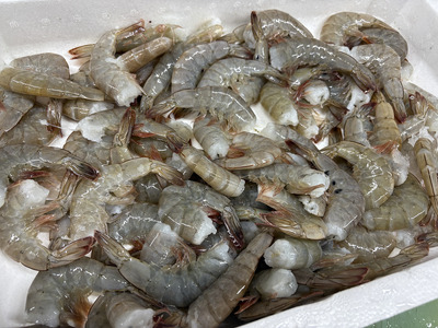 エビフライ 32尾入り 魚屋さんが作った 自家製 おかず えび えびフライ お手軽 惣菜 吉井鮮魚 愛媛 伊予市｜C145