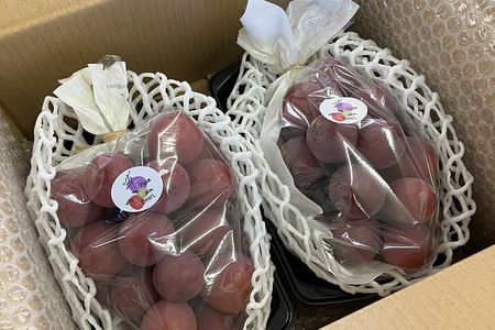 【26年9月～発送】 【訳あり】 クインニーナ 1kg【先行受付】 ぶどう フルーツ 果物 ブドウ 葡萄 グレープ くだもの 産地直送