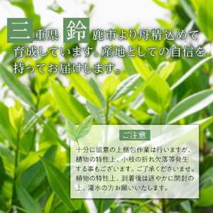 黄金月桂樹　アフロ仕立て