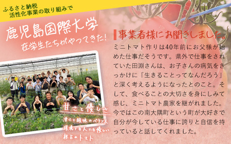 《期間限定》田淵さんちの美味しい ミニトマト シュガープラム（約700g）GP-1｜鹿児島県 南大隅 産地直送 旬 とまと トマト ミニトマト リコピン 完熟 甘い 高糖度 野菜 やさい 送料無料