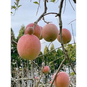 【復興支援】notono 里山ジャムセット