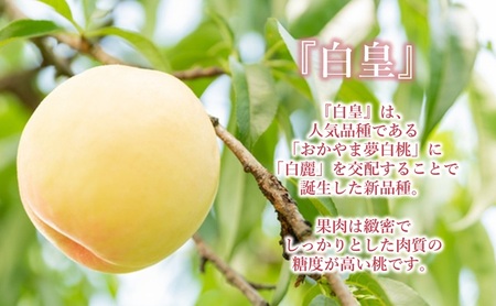 【 2026年 先行予約】 桃 岡山県産 白皇 （ 白桃 ） 約1.2kg （4～5玉）  《2026年8月中旬-8月下旬頃出荷》 白桃 岡山 はくとう スイーツ フルーツ 果物 先行予約 数量限定 期間限定 里庄町 モモ もも