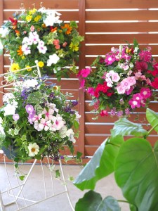 C053 花うるる おまかせハンギング 寄せ植え Ｍサイズ(完成品 鉢 鉢植え 壁掛け ハンギングバスケット 通販 プレゼント おしゃれ 珍しい 苗 玄関 屋外 フラワーギフト 誕生日 花苗 ギャザリング 冬 プランター ハンキング 花飾り 園芸 アレンジメント 春 お花