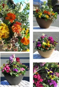 C102 ありきたりな寄せ植えに満足できない方へ [花うるる おまかせ プレミア 寄せ植え] 【テラ】玄関 完成品 お花 ギャザリング オーダーメイド ビオラ ギフト 鉢植え 珍しい 花苗 春 フラワーギフト 誕生日 プレゼント 女性 おしゃれ セット 苗 プランター