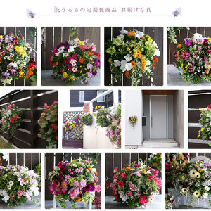 A031 花うるる 定期便 ハンギング 寄せ植え アレンジコース全6回 (サブスク ハンギングバスケット 母の日 春 夏 秋 冬 定期購入 ギフト 花 フラワー 玄関 プレゼント 通販 鉢植え おしゃれ 送料無料 玄関 ガーデニング フラワーギフト 完成品 花苗 寄植え