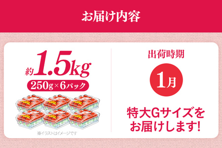 福岡県産 あまおう 1500g （250g×6パック） いちご 1月以降順次発送 いちご 苺 フルーツ 果物 くだもの 大粒Gサイズ グランデ 農家直送 大粒 不揃い 福岡県 福岡 九州 グルメ お取り寄せ