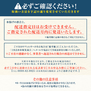旬の朝獲れ鮮魚詰め合わせ 9月配送※着日指定不可【以布利定置網　漁師直送】【S00818-9】