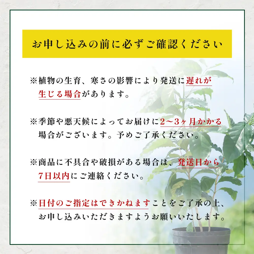観賞用コーヒー苗木 80cm～100cm アラビカ種 ティピカ DS-2 | 苗木 植物 グリーン 観賞 珈琲豆の木 珈琲 コーヒーの木 観葉植物 鹿児島県 南大隅町 株式会社デラセーラ