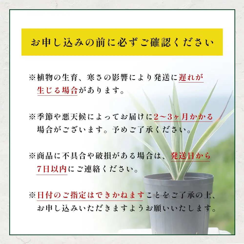 アガベ 約30cm～35cm/白閃光(ハクセンコウ) DS-3｜多肉植物 観葉植物 ガーデニング インテリア モダン 北欧風 国産 育てやすい 送料無料 鹿児島県 南大隅町 株式会社デラセーラ