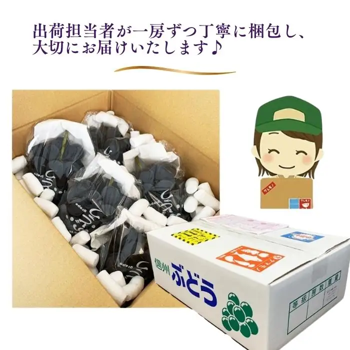 【2026年先行予約】訳あり クイーンルージュ®  約2kg（4~6房）※最低1.8kg以上｜ ぶどう ぶどう