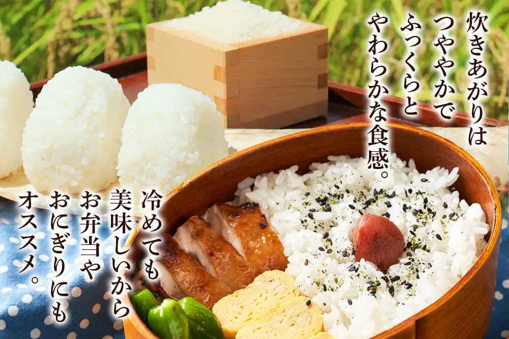 《令和7年産》 米 あきたこまち 10kg（5kg×2袋） 【玄米】 秋田県産