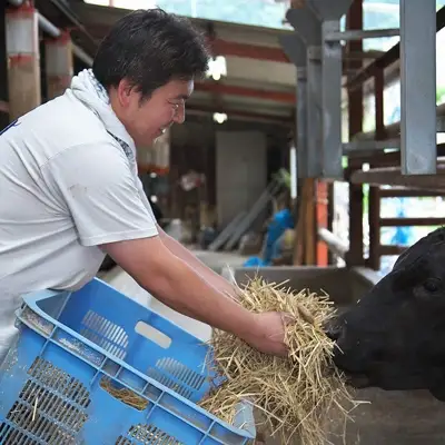 能勢黒牛または能勢黒若牛の厳選ステーキ500g(2?3枚) | 中植牧場 丸昭精肉店 | 牛肉 サーロイン ステーキ 能勢黒牛 能勢黒若牛 濃厚 柔らか 国産 おすすめ 送料無料 贈答 ギフト | 大阪府 能勢町 送料無料