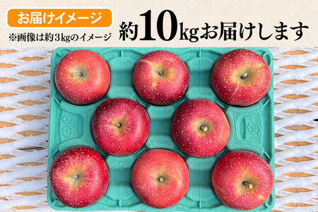 【26年10月下旬～発送】りんご 千雪 約10kg カワムラファーム【贈答用】青森 果物 フルーツ 林檎 リンゴ くだもの