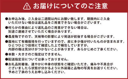 【先行受付】 とうもろこし ピュアホワイト 約4kg （11～16本） トウモロコシ 白いとうもろこし 白いスイートコーン コーン 野菜 【2026年6月上旬から6月下旬発送予定】