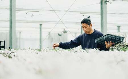 ミディ 胡蝶蘭 華あかり 2本立ち 1個 花 お花 植物 蘭 洋蘭 ラン インテリア  アレンジ アレンジメント 鑑賞 観賞用 贈答用