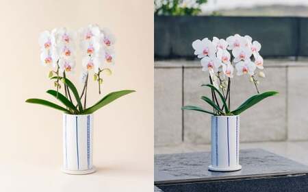 ミディ 胡蝶蘭 KouBou 空 2本立ち 1個 花 お花 植物 蘭 洋蘭 ラン インテリア  アレンジ アレンジメント 鑑賞 観賞用 贈答用