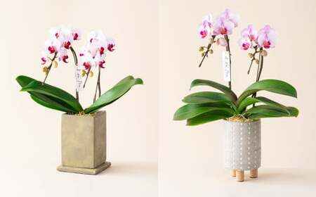 ミディ 胡蝶蘭 KouBou 大地 2本立ち 1個 花 お花 植物 蘭 洋蘭 ラン インテリア  アレンジ アレンジメント 鑑賞 観賞用 贈答用