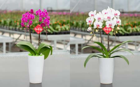 【年6回定期便】ミディ胡蝶蘭の定期便  花 お花 植物 蘭 洋蘭 ラン インテリア  アレンジ アレンジメント 鑑賞 観賞用 贈答用