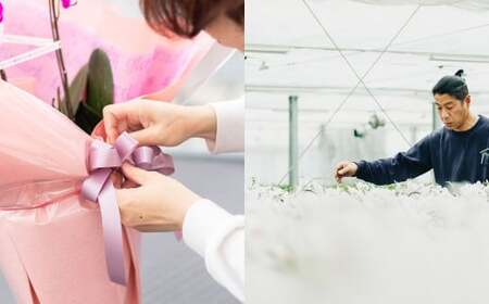 【年4回定期便】ミディ 胡蝶蘭 3本立ち 花 お花 植物 蘭 洋蘭 ラン インテリア  アレンジ アレンジメント 鑑賞 観賞用 贈答用
