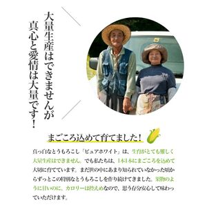 【2026年夏発送】とうもろこし ピュアホワイト 5本 L～2Lサイズ 富良野産 生で食べられる 野菜