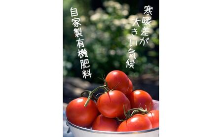 【2026年夏発送】完熟 富良野 ミニトマト 約1kg 野菜 トマト 新鮮 直送 朝採り北海道