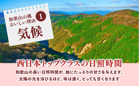先行受付!　桃の王様【白鳳】　特秀品　約2kg　6～9個入 | 桃
