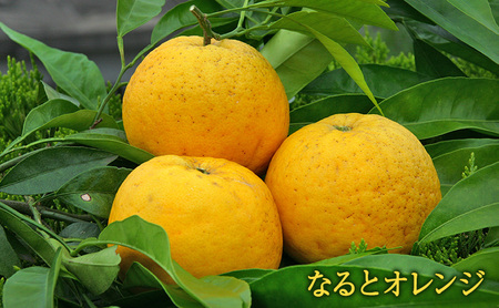 長手長栄堂 あわじオレンジスティック 8箱 セット 詰め合わせ オレンジピールチョコレート オランジェット 鳴門オレンジ オレンジピール チョコ 洋菓子 菓子 スイーツ デザート おやつ 淡路島 洲本市