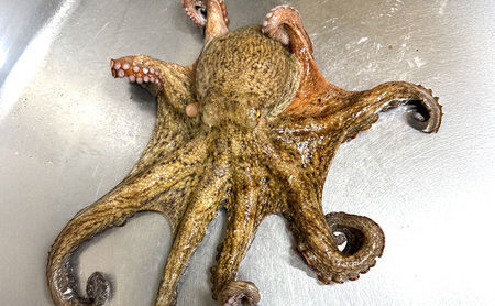 キタフジ たこしゃぶ 340g セット 詰め合わせ タコしゃぶ タコ 蛸 たこ しゃぶしゃぶ 魚介 魚介類 海鮮 海鮮セット 淡路島 洲本市