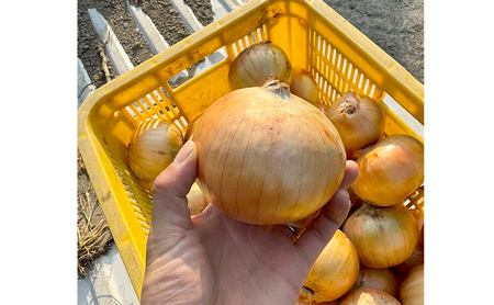 淡路島産 たまねぎ 10kg 玉ねぎ 玉葱 タマネギ 甘い 野菜 兵庫県 洲本市 淡路島