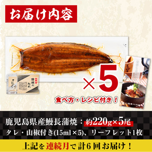 【6回定期便(連続月)】鹿児島県産 うなぎ蒲焼 特大 サイズ 5尾セット ＜（約220g×5・計約1100g）×全6回＞【薩摩川内鰻】 i1177-A