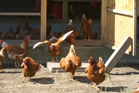 [定期便／12ヵ月] 平飼い新鮮卵「鬼怒」40個×12回 計480個 白身も美味い！ [0726]