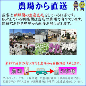 花 胡蝶蘭 白 3本仕立て 花
