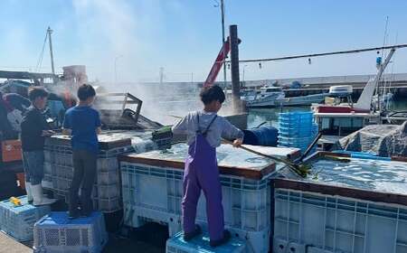 茎あり 塩蔵わかめ 約1.2kg 約400g×3袋セット 海藻 ワカメ 茎わかめ 茎ワカメ