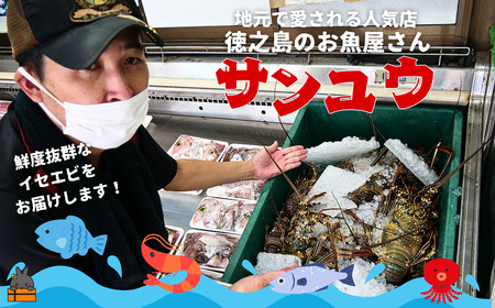 新鮮なまますぐ冷凍!!徳之島産冷凍伊勢海老1尾（500g~700g） （ 伊勢えび イセエビ 伊勢えび 伊勢エビ えび エビ 海老 鍋 ご馳走 海の幸 料理 焼き 人気 海産物 家族 正月 お祝い ）