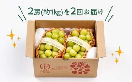 【2回定期便】秋と冬に食べるシャインマスカット 2房（約1kg）× 2回［おぶせファーマーズ］ 果物 フルーツ ぶどう 葡萄 数量限定 長野 信州 令和8年産 【2026年10月～12月発送予定】