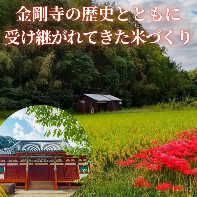 【2026年11月以降発送】令和8年産 新米 にこまる 天野輝10kg （精米後約9kg）てんのかがやき 大阪府 河内長野市産 白米 甘み 粘り ブランド米 こめ コメ 子ども 食育 減農薬 河内長野市米 eco米 食味 ごはん 銘柄米 ブランド 単一米