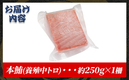 本まぐろ 中トロ 約250ｇ 1冊 まぐろ oo-0026