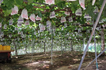 【令和８年分 先行予約】巨峰1.5Kg《山本観光ぶどう園》
