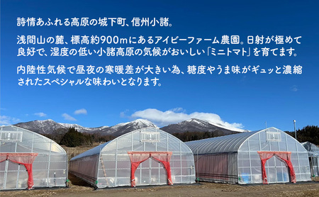 ミニトマト 約1kg 注文時の食べごろ品種詰め合わせ アイビーファーム 長野 信州 小諸 産地直送