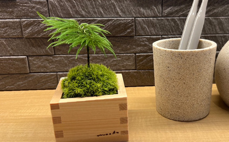 枯れない苔のミニ盆栽 | 苔盆栽 枯れない 苔 インテリア ミニ盆栽 人工
