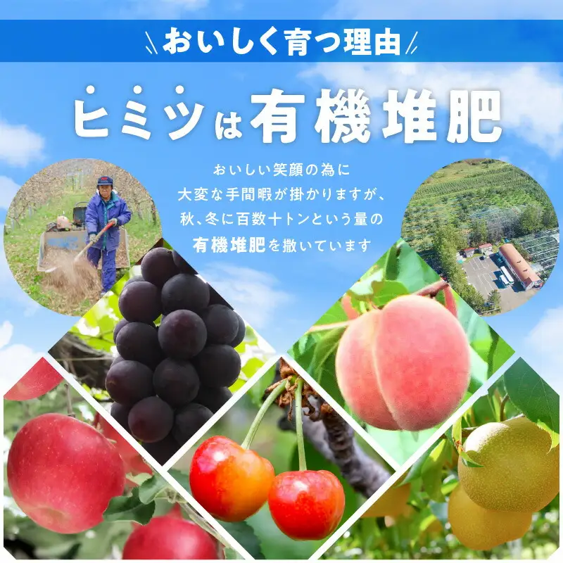 【先行予約：2026年8月中旬以降発送】フルーツ王国余市産「桃」 3kg【ニトリ観光果樹園】_Y074-0147