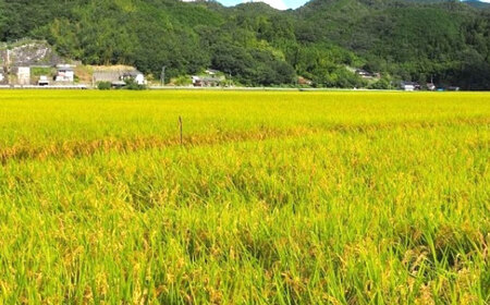 もち麦ご飯 24パック  BKAD007