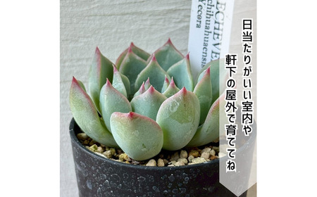 レア多肉・原種エケベリア詰め合わせ（5種類） / 植物 インテリア 苗 自然 ナチュラル 緑 栽培 趣味 【見元園芸】[ATHY001]
