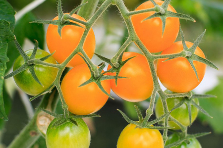 [2025年12月下旬より発送] Coiinaトマトミックス 厳選！詰め合わせセット 1kg [0670]