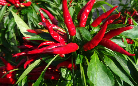 鷹勝 和風もつ鍋セット 3-4人前 300g [VAK015] 牛もつ鍋 モツ