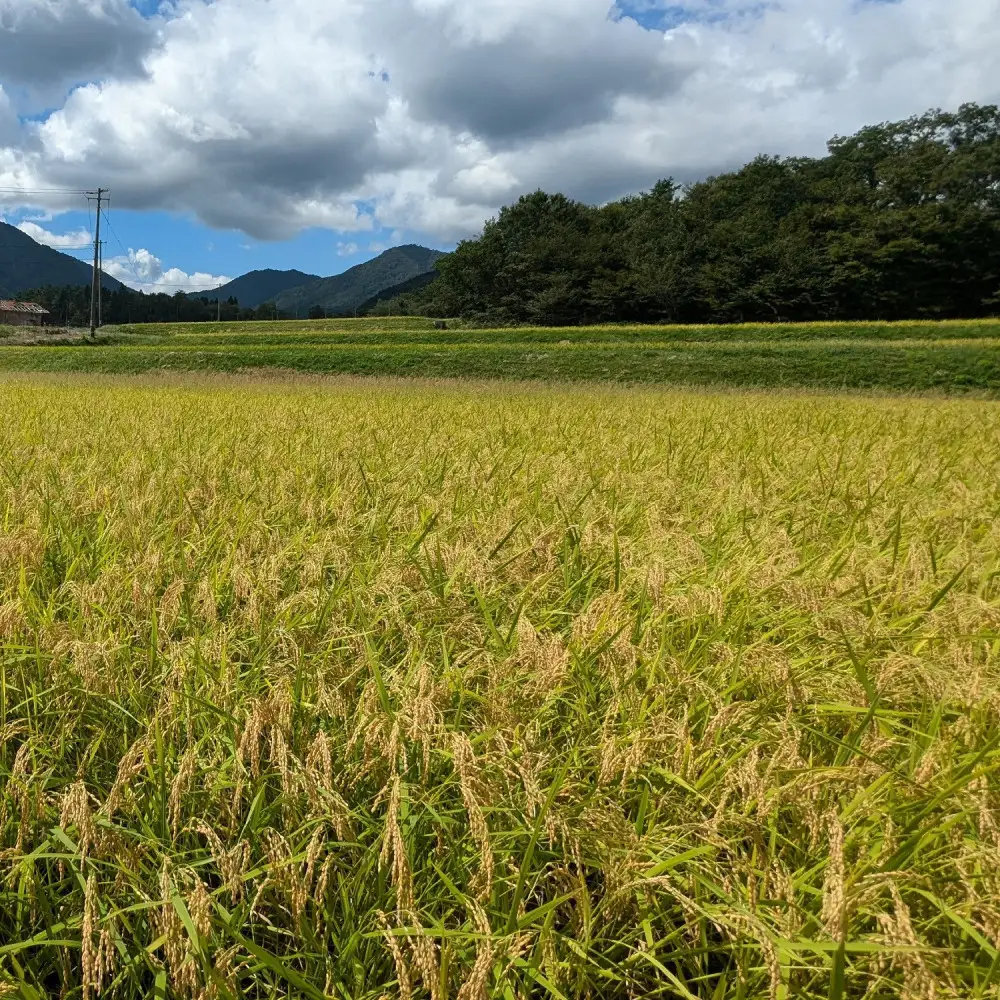 1083.令和7年産　原田農園きぬむすめ精米　10kg