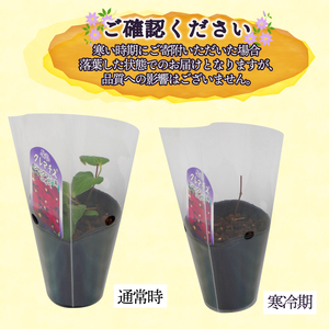 花苗 クレマチス ミックス 6鉢 花苗 ギフト ガーデニング